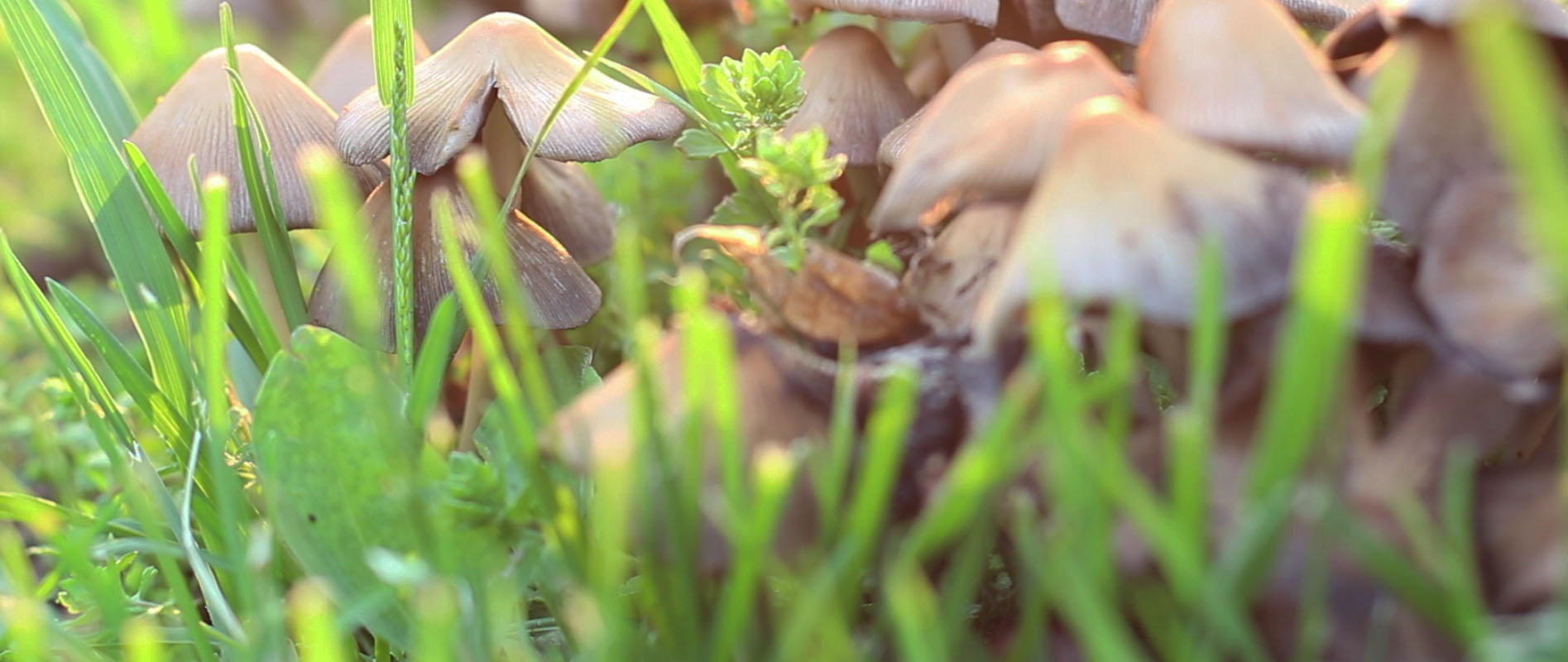 Mushrooms by Maverick Cook