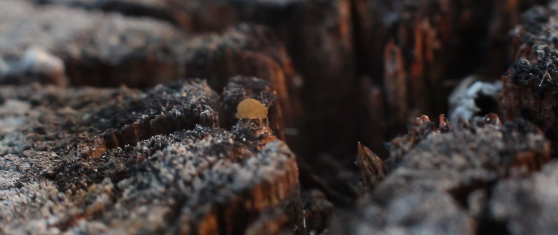 Macro Tree Stump by Maverick Cook